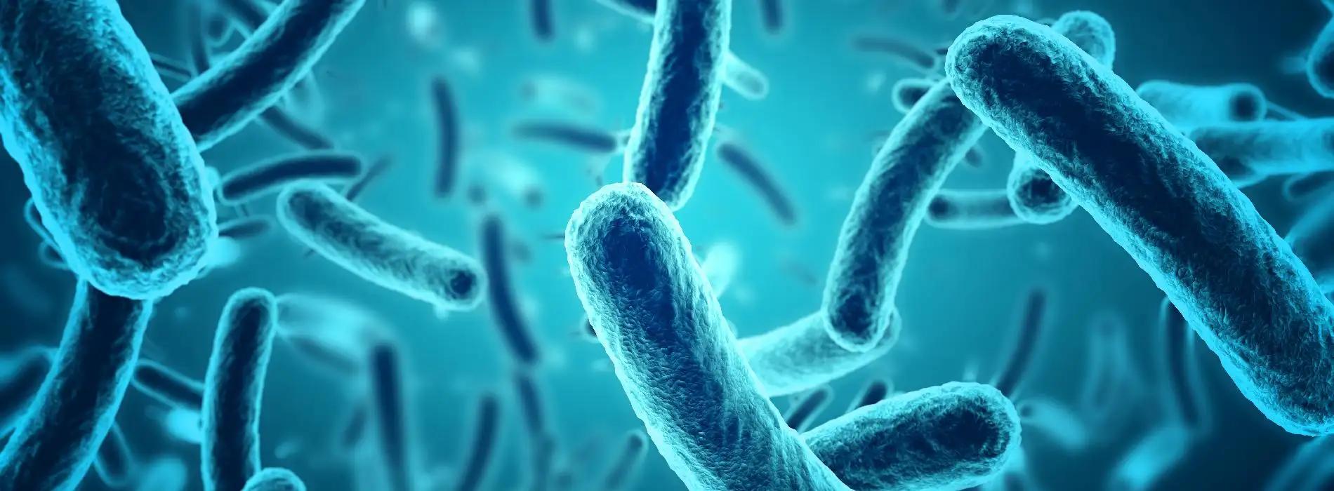 Sprawdź, jakie znaczenie dla  zdrowia mają bakterie Lactobacillus?