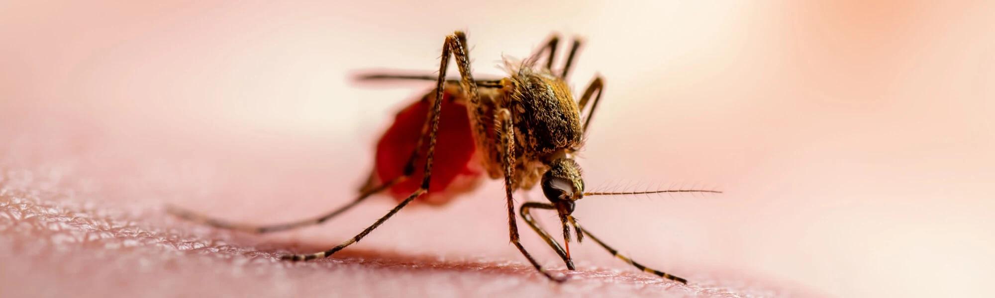 Malaria - objawy, leczenie, co to za choroba?