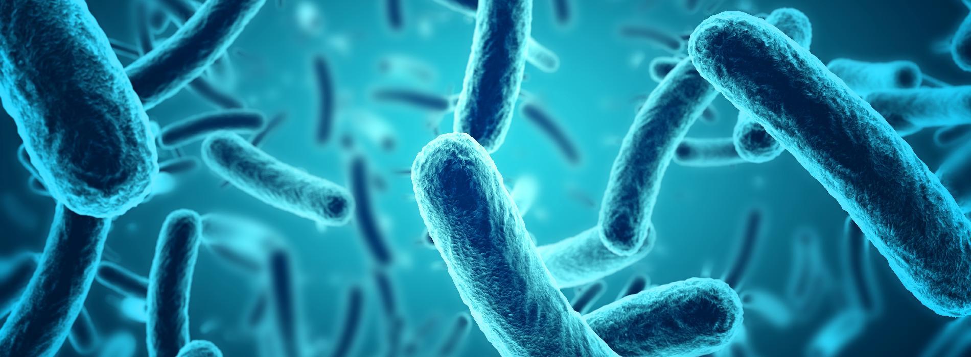 Jakie znaczenie dla Twojego zdrowia mają bakterie Lactobacillus?
