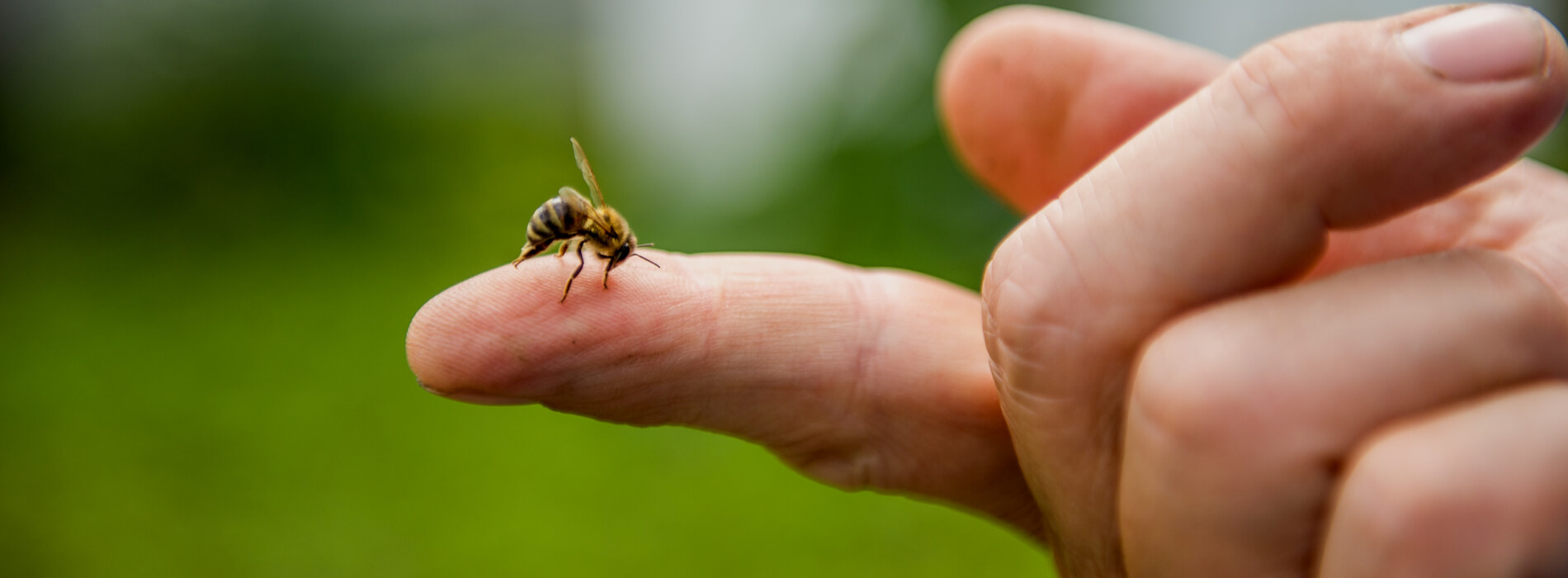 Alergia na jad owadów - objawy, diagnostyka i zapobieganie