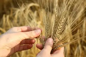 Objawy nietolerancji glutenu